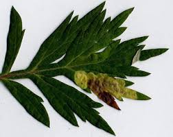 Attēlu rezultāti vaicājumam “Artemisia vulgaris leaf”