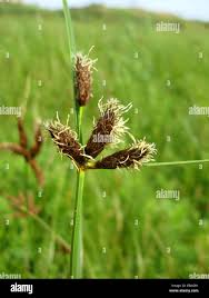 Attēlu rezultāti vaicājumam “Bolboschoenus maritimus”