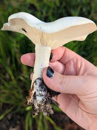 Attēlu rezultāti vaicājumam “Lamproderma gulielmae stalked”