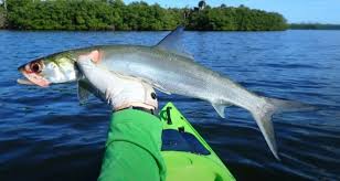 Image result for Elops saurus