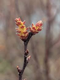 Attēlu rezultāti vaicājumam “Myrica gale bud”