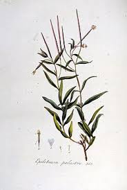 Attēlu rezultāti vaicājumam “Epilobium palustre”