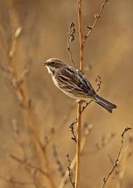 Image result for Emberiza pallasi