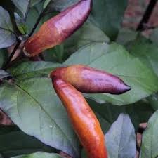 Afbeeldingsresultaat voor biker billy jalapeno hot pepper