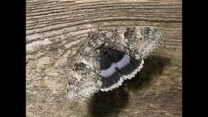 Attēlu rezultāti vaicājumam “Catocala fraxini”