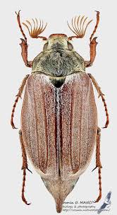 Attēlu rezultāti vaicājumam “Melolontha hippocastani imago”