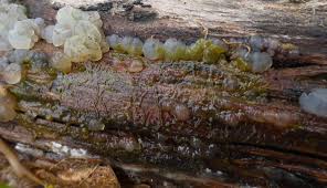 Attēlu rezultāti vaicājumam “Physarum daamsii sessile”