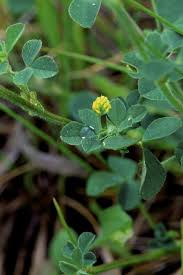 Attēlu rezultāti vaicājumam “Medicago lupulina bud”