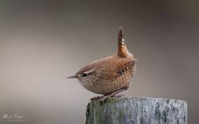 Attēlu rezultāti vaicājumam “Troglodytes troglodytes”