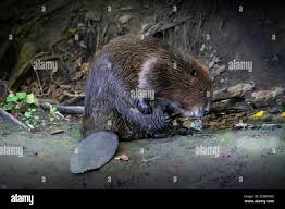 Image result for Castor fiber