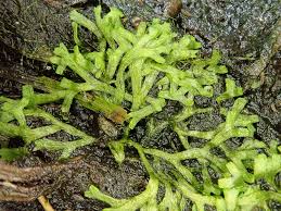 Attēlu rezultāti vaicājumam “Riccia rhenana”