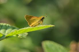 Attēlu rezultāti vaicājumam “Ochlodes sylvanus underside”