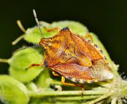 Attēlu rezultāti vaicājumam “Carpocoris sp. nymph”