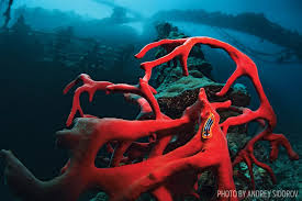 Attēlu rezultāti vaicājumam “Tubifera dudkae macro”