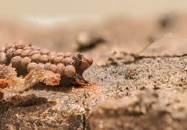 Attēlu rezultāti vaicājumam “Stemonitopsis typhina var. similis stalked”