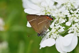Attēlu rezultāti vaicājumam “Satyrium w-album underside”