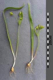 Attēlu rezultāti vaicājumam “Gagea lutea leaf”