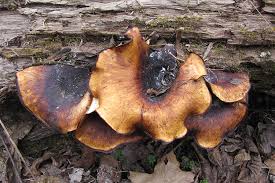 Attēlu rezultāti vaicājumam “Polyporus badius”