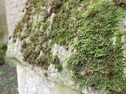 Attēlu rezultāti vaicājumam “Gyroweisia tenuis”