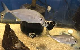 Image result for Caranx ignobilis