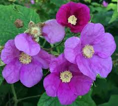 Attēlu rezultāti vaicājumam “Rubus plicatus flower”