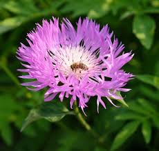 Image result for Flockenblume