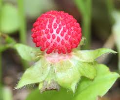 Attēlu rezultāti vaicājumam “Potentilla argentea fruit”