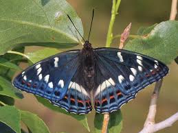 Attēlu rezultāti vaicājumam “Limenitis populi upperside”