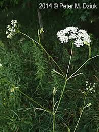 Attēlu rezultāti vaicājumam “Pimpinella saxifraga leaf”
