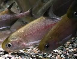 Image result for Callorhinchus capensis