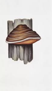 Attēlu rezultāti vaicājumam “Phellinus robustus”