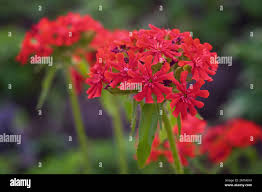 Attēlu rezultāti vaicājumam “Silene chalcedonica flower”