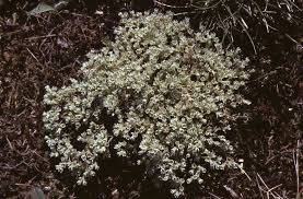 Attēlu rezultāti vaicājumam “Scleranthus perennis bud”