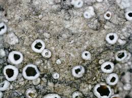 Attēlu rezultāti vaicājumam “Lecanora allophana”