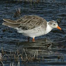 Attēlu rezultāti vaicājumam “Philomachus pugnax adult”