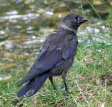 Attēlu rezultāti vaicājumam “Corvus monedula adult”