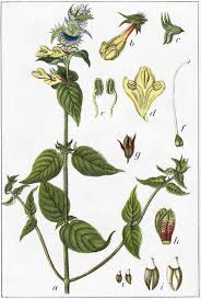 Attēlu rezultāti vaicājumam “Melampyrum nemorosum”