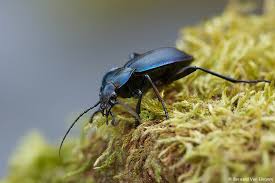 Attēlu rezultāti vaicājumam “Carabus violaceus”