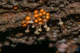 Attēlu rezultāti vaicājumam “Perichaena sp.”