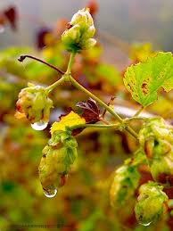 Attēlu rezultāti vaicājumam “Humulus lupulus bud”
