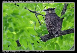 Attēlu rezultāti vaicājumam “Bubo bubo adult”