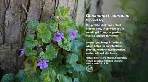 Image result for Glechoma hederacea