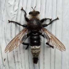 Attēlu rezultāti vaicājumam “Laphria gibbosa”