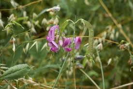 Attēlu rezultāti vaicājumam “Lathyrus sylvestris fruit”