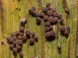 Attēlu rezultāti vaicājumam “Enerthenema papillatum”