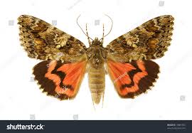 Attēlu rezultāti vaicājumam “Catocala sponsa”