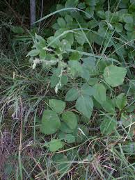 Attēlu rezultāti vaicājumam “Comatricha meandrispora stalked”