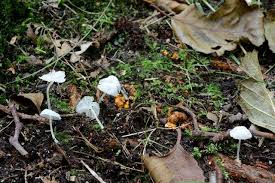 Attēlu rezultāti vaicājumam “Delicatula integrella”