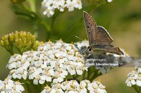 Attēlu rezultāti vaicājumam “Lycaena tityrus male”