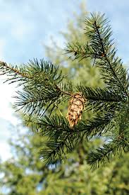 Attēlu rezultāti vaicājumam “Pseudotsuga menziesii fruit”